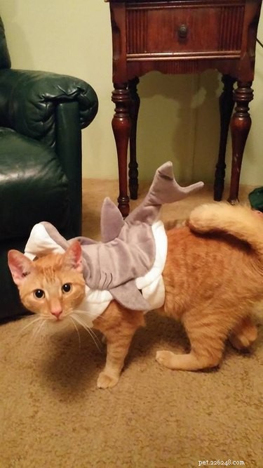 43 Pets Transforming into Other Animals for a Halloween Costume Show