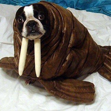 43 Pets Transforming into Other Animals for a Halloween Costume Show