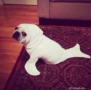 43 Pets Transforming into Other Animals for a Halloween Costume Show