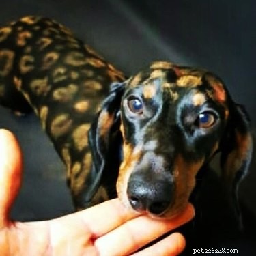 43 Pets Transforming into Other Animals for a Halloween Costume Show
