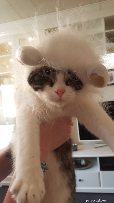 43 Pets Transforming into Other Animals for a Halloween Costume Show
