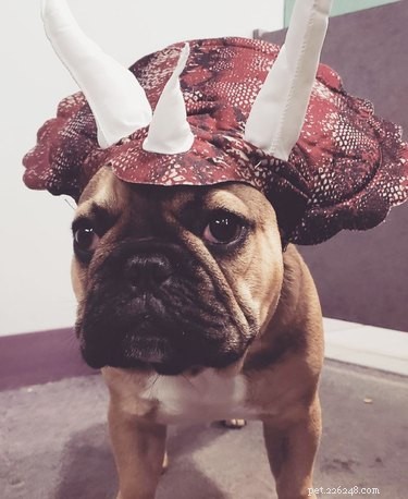 43 Pets Transforming into Other Animals for a Halloween Costume Show