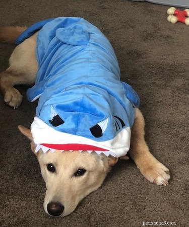 43 Pets Transforming into Other Animals for a Halloween Costume Show