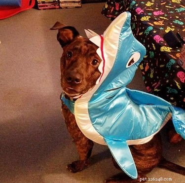 43 Pets Transforming into Other Animals for a Halloween Costume Show