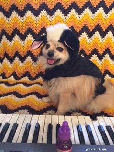 43 Pets Transforming into Other Animals for a Halloween Costume Show