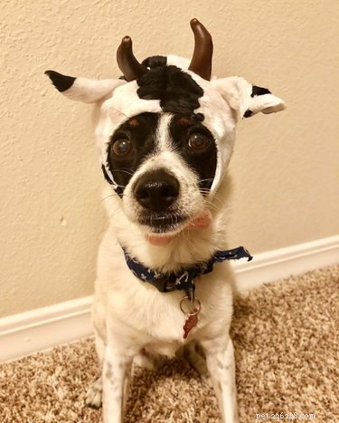 43 Pets Transforming into Other Animals for a Halloween Costume Show