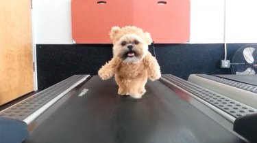 43 Pets Transforming into Other Animals for a Halloween Costume Show