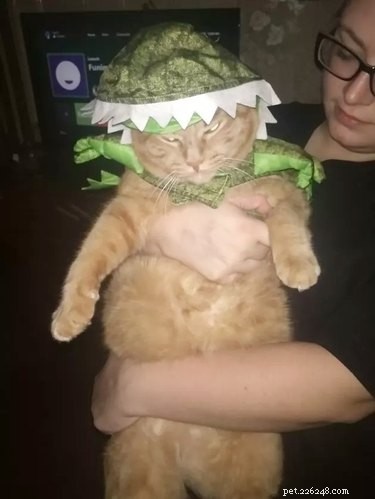 43 Pets Transforming into Other Animals for a Halloween Costume Show