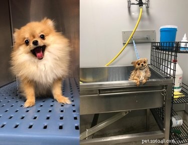 18 Hilarious Pet Memes Guaranteed to Brighten Your Day