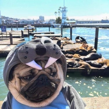 18 Hilarious Pet Memes Guaranteed to Brighten Your Day
