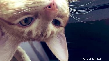 18 Hilarious Pet Memes Guaranteed to Brighten Your Day