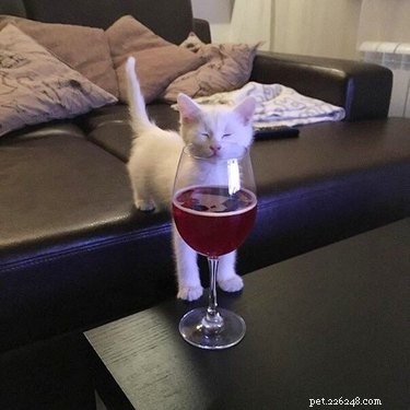 18 Hilarious Pet Memes Guaranteed to Brighten Your Day