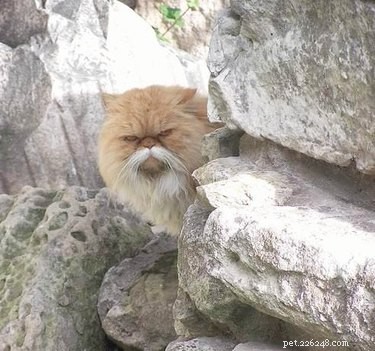 18 Hilarious Pet Memes Guaranteed to Brighten Your Day