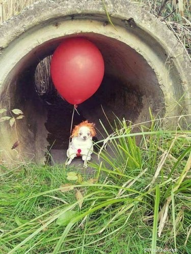 18 Hilarious Pet Memes Guaranteed to Brighten Your Day