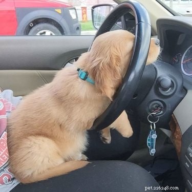 18 Hilarious Pet Memes Guaranteed to Brighten Your Day