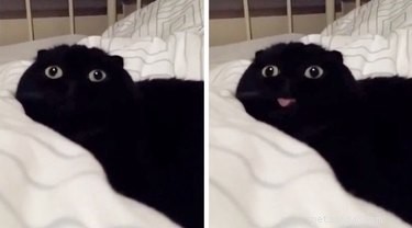 18 Hilarious Pet Memes Guaranteed to Brighten Your Day