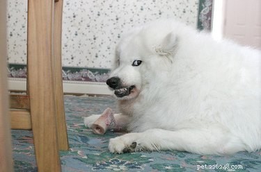 18 Hilarious Pet Memes Guaranteed to Brighten Your Day