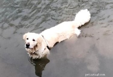 18 Hilarious Pet Memes Guaranteed to Brighten Your Day