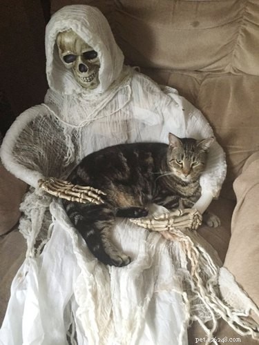 18 Hilarious Pet Memes Guaranteed to Brighten Your Day