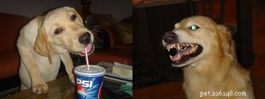 18 Hilarious Pet Memes Guaranteed to Brighten Your Day