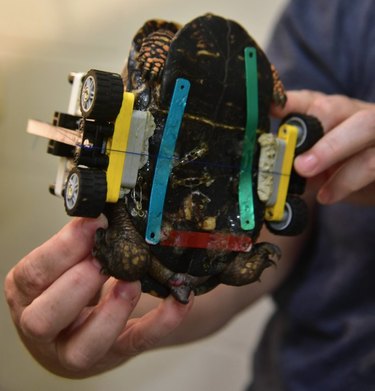 LEGO‑Powered Wheelchair Helps Injured Turtle Recover at Maryland Zoo
