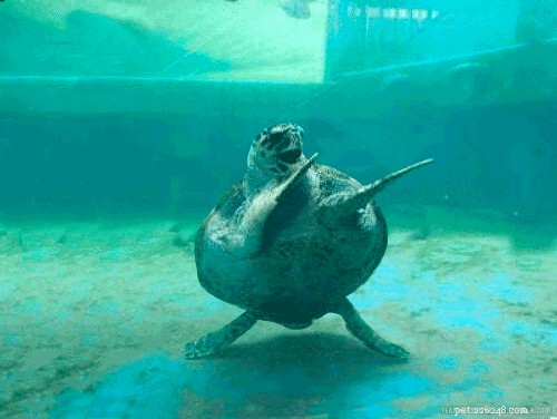 LEGO‑Powered Wheelchair Helps Injured Turtle Recover at Maryland Zoo