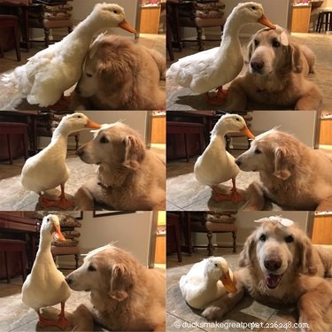 18 Touching Animal Friendships That Defy Species Boundaries