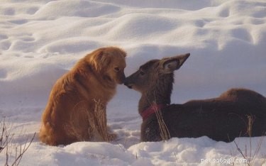 18 Touching Animal Friendships That Defy Species Boundaries