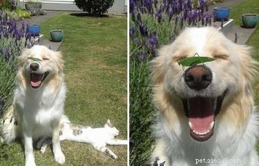 18 Touching Animal Friendships That Defy Species Boundaries