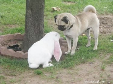 18 Touching Animal Friendships That Defy Species Boundaries
