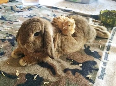 18 Touching Animal Friendships That Defy Species Boundaries