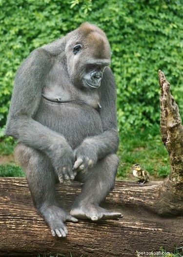 18 Touching Animal Friendships That Defy Species Boundaries