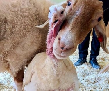 18 Touching Animal Friendships That Defy Species Boundaries
