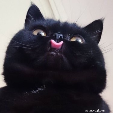 18 Adorable Pets Guaranteed to Make You Laugh