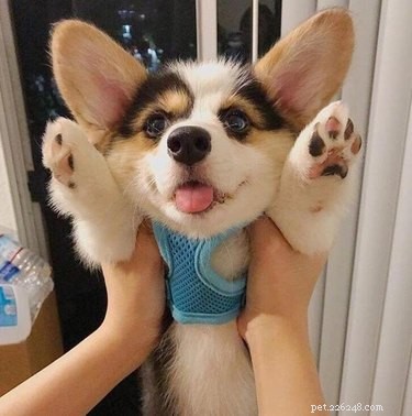18 Adorable Pets Guaranteed to Make You Laugh
