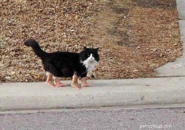 18 Adorable Pets Guaranteed to Make You Laugh
