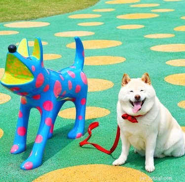 18 Adorable Pets Guaranteed to Make You Laugh