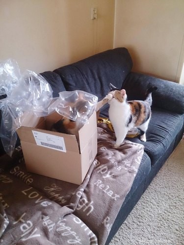 18 Adorable Pets Guaranteed to Make You Laugh