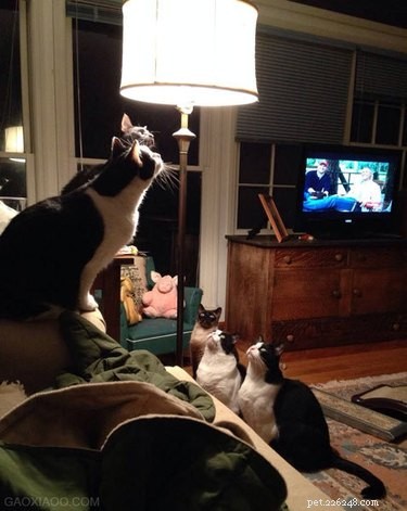 18 Adorable Pets Guaranteed to Make You Laugh