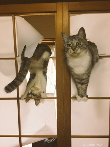18 Adorable Pets Guaranteed to Make You Laugh