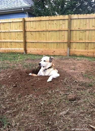 18 Adorable Pets Guaranteed to Make You Laugh