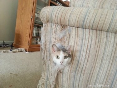 18 Adorable Pets Guaranteed to Make You Laugh