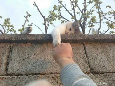 18 Adorable Pets Guaranteed to Make You Laugh