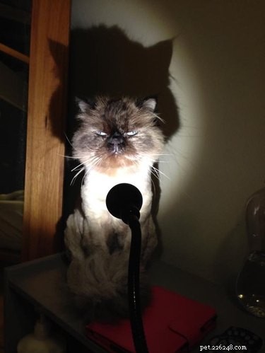 18 Adorable Pets Guaranteed to Make You Laugh