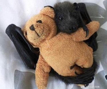19 Stunning GIFs & Photos That Will Change the Way You See Baby Bats