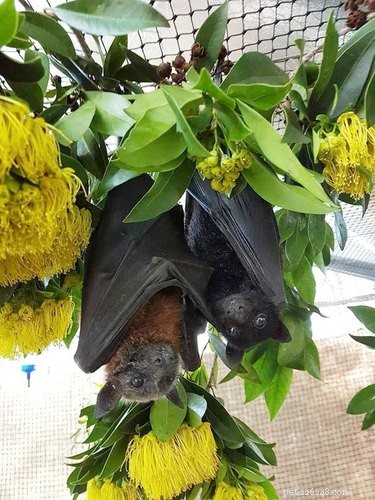 19 Stunning GIFs & Photos That Will Change the Way You See Baby Bats