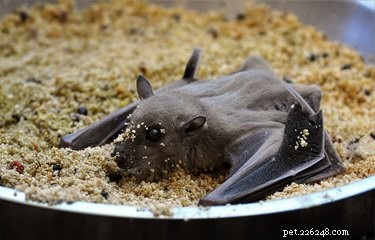 19 Stunning GIFs & Photos That Will Change the Way You See Baby Bats