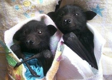 19 Stunning GIFs & Photos That Will Change the Way You See Baby Bats