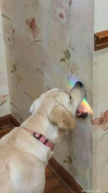 17 Delightful Pets Guaranteed to Brighten Your Day