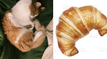 17 Delightful Pets Guaranteed to Brighten Your Day